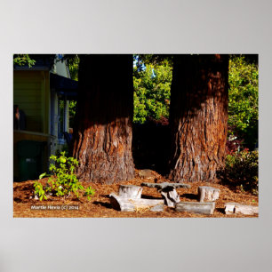 Two Redwood Trunks Poster