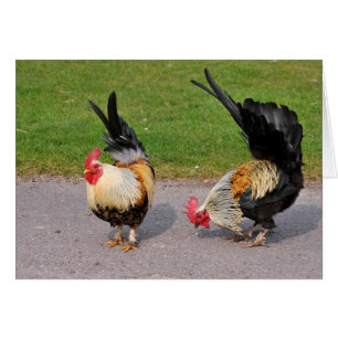 Two roosters