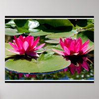 Two rose-colored Water Lilies