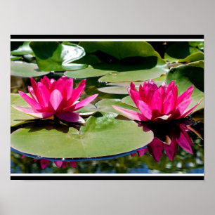 Two rose-colored Water Lilies Poster