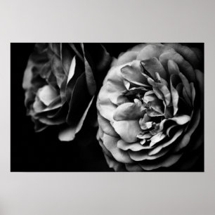 two roses poster
