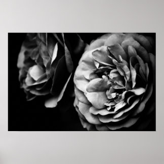 two roses poster