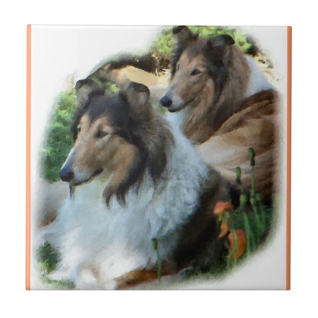Two Sable Rough Collies Tile (Front)