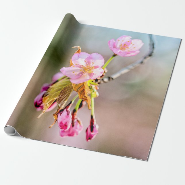 Two Sakura Flowers On A Tip Of A Twig Wrapping Paper (Unrolled)