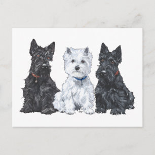 Two Scotties and a Westie Postcard
