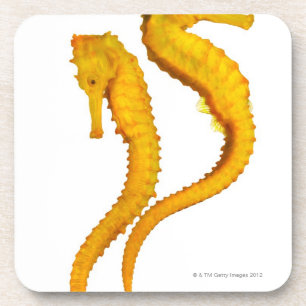 Two Sea Horses shoot on a white background in a Coaster