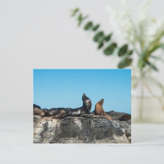 Two sea lions in Cortez sea Postcard