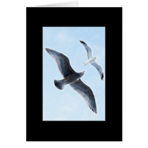 Two Seagulls