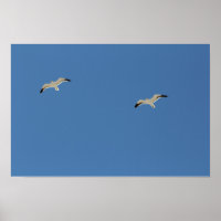 Two seagulls flying A3 Poster