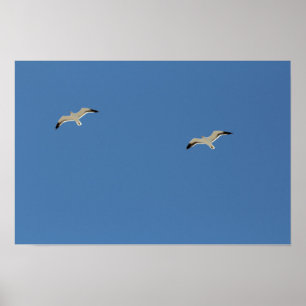 Two seagulls flying A3 Poster