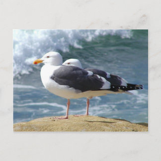 Two Seagulls Postcard