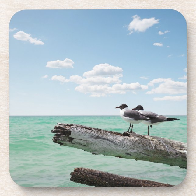 Two seagulls sitting on a dead tree sticking out coaster (Front)