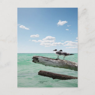 Two seagulls sitting on a dead tree sticking out postcard
