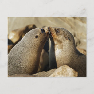 Two Seals Kissing Postcard