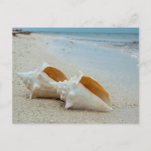 Two Seashells on Sandy Beach  Postcard