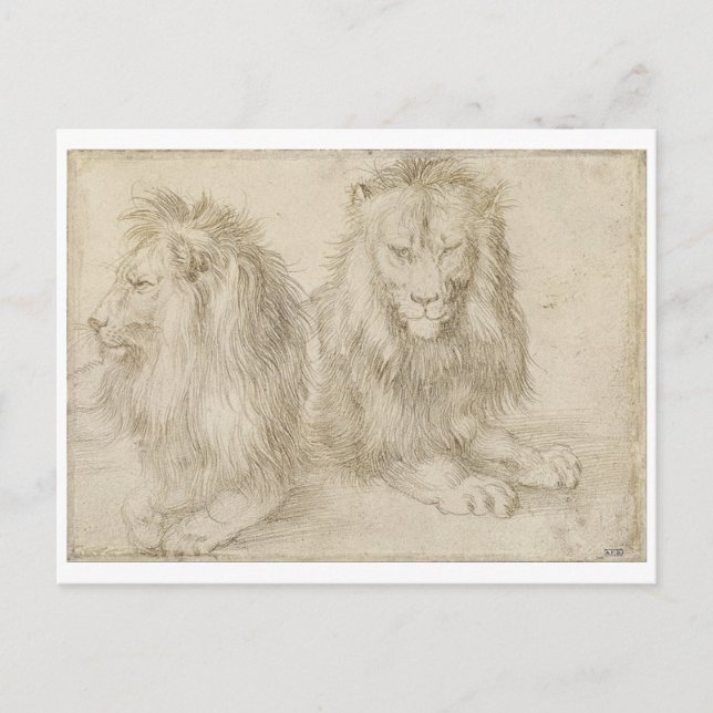 Two Seated Lions by Albrecht Durer Postcard (Front)