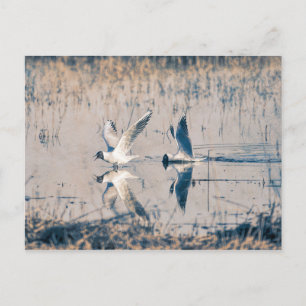 Two seaugulls postcard