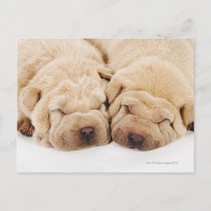 Two Shar Pei puppies sleeping Postcard