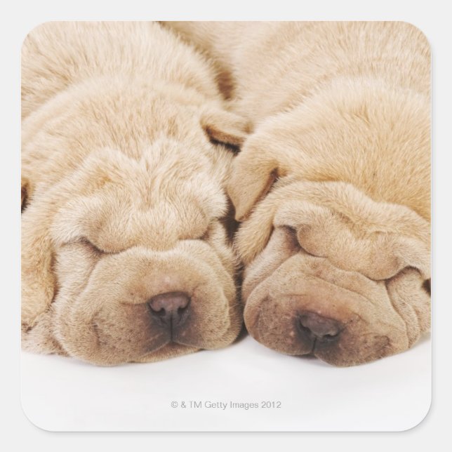 Two Shar Pei puppies sleeping Square Sticker (Front)