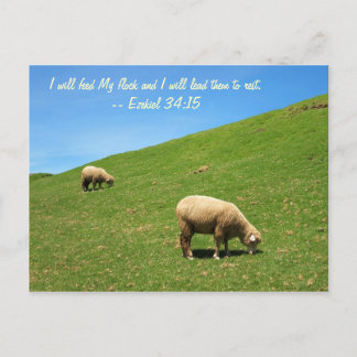 Two Sheep are Grazing Peacefully Postcard