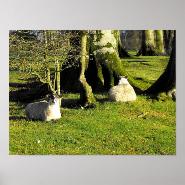 Two sheep at rest poster (Front)