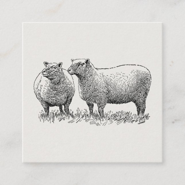 Two Sheep Illustrated Art Enclosure Card (Front)