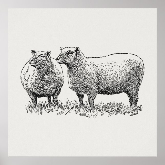 Two Sheep Illustrated Art Poster (Front)