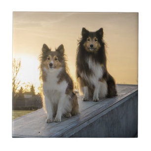 Two Shelties on a Roof at Sunrise Tile