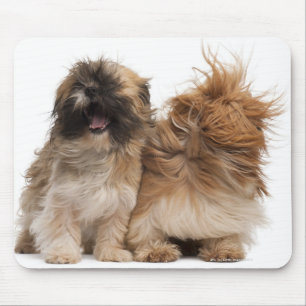 Two Shih-Tzus in the wind Mouse Mat