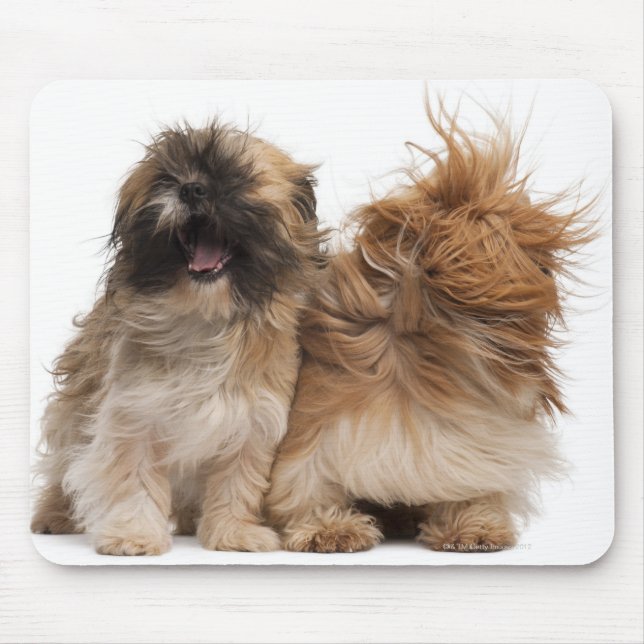 Two Shih-Tzus in the wind Mouse Mat (Front)