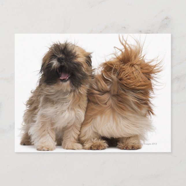 Two Shih-Tzus in the wind Postcard (Front)