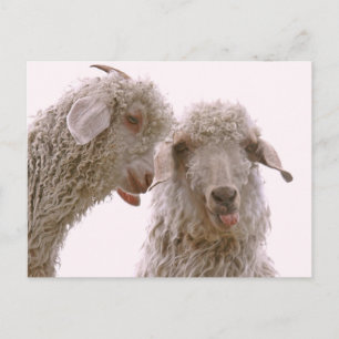 Two Silly Goats Postcard