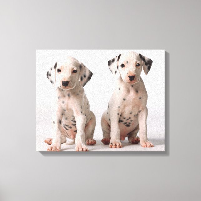 Two Small Black And White Dalmatian Puppies Canvas Print (Front)