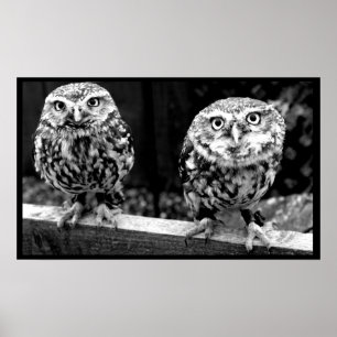 Two Small Owls Black and White Canvas Poster