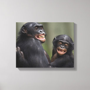 Two Smiling Bonobos Canvas Print
