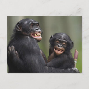 Two Smiling Bonobos Postcard