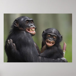 Two Smiling Bonobos Poster