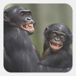 Two Smiling Bonobos Square Sticker