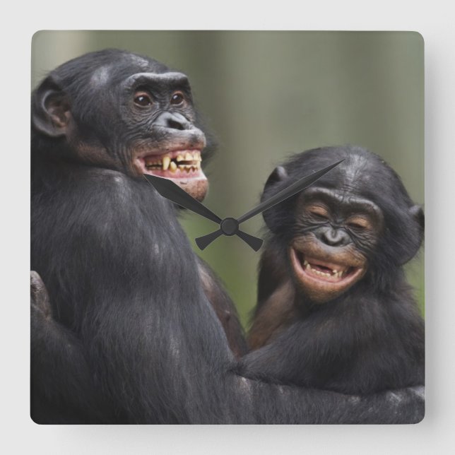 Two Smiling Bonobos Square Wall Clock (Front)