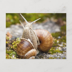 Two Snails Postcard