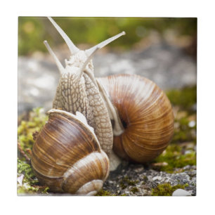 Two Snails Tile
