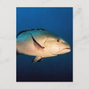 Two Spot Red Snapper Postcard
