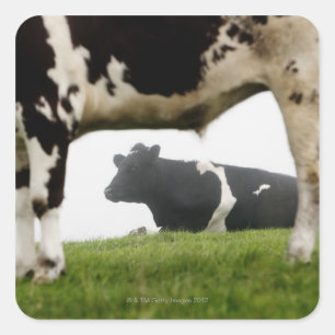 two square sticker