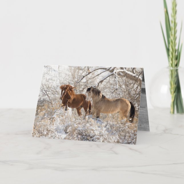 Two Stallions in Snow - Wild Horse Greeting Card (Front)