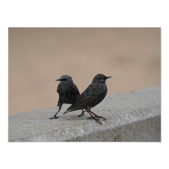 Two Starlings Photo Print (Front)