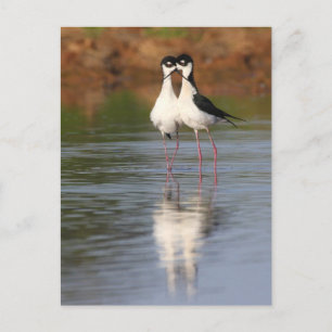 two stils cuddling postcard