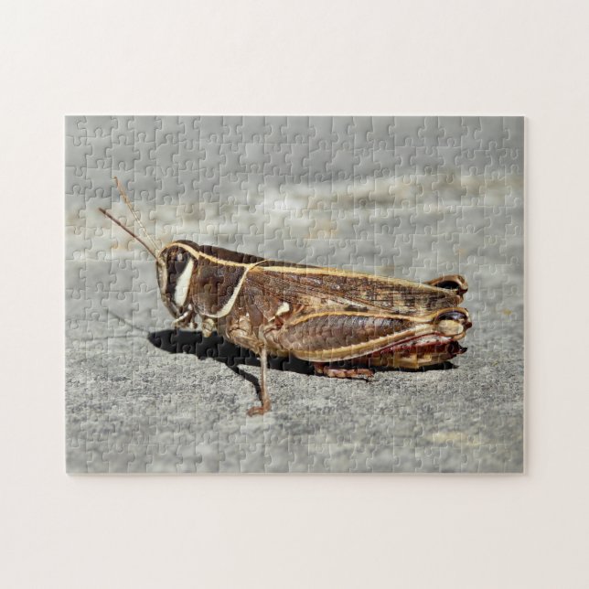 Two-Striped Grasshopper Photo Puzzle with Gift Box (Horizontal)