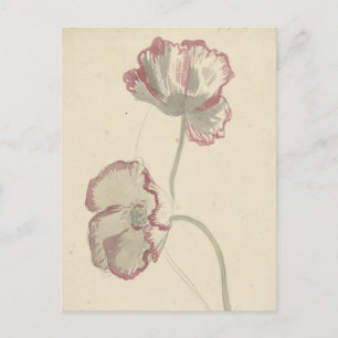 Two Studies of a Poppy by Elias van Nijmegen Postcard
