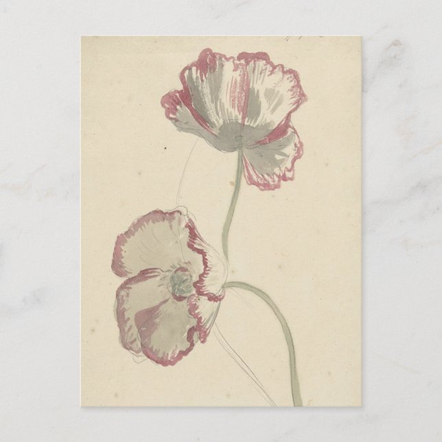 Two Studies of a Poppy by Elias van Nijmegen Postcard (Front)