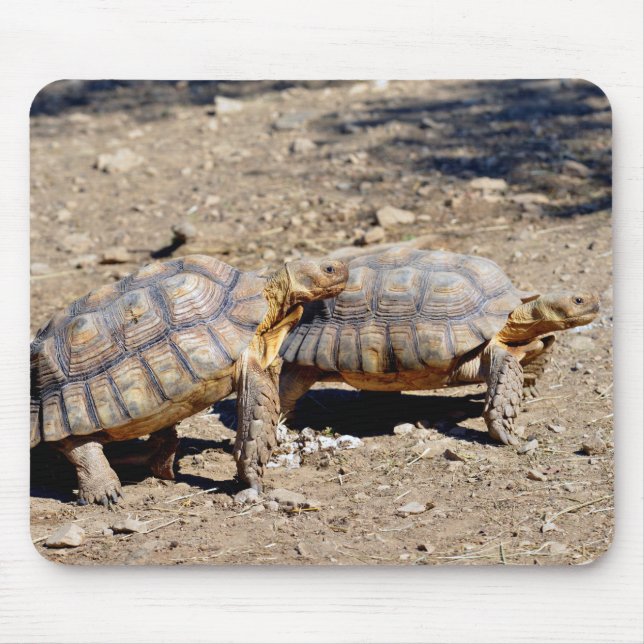 Two sulcata tortoises walking on ground mouse mat (Front)